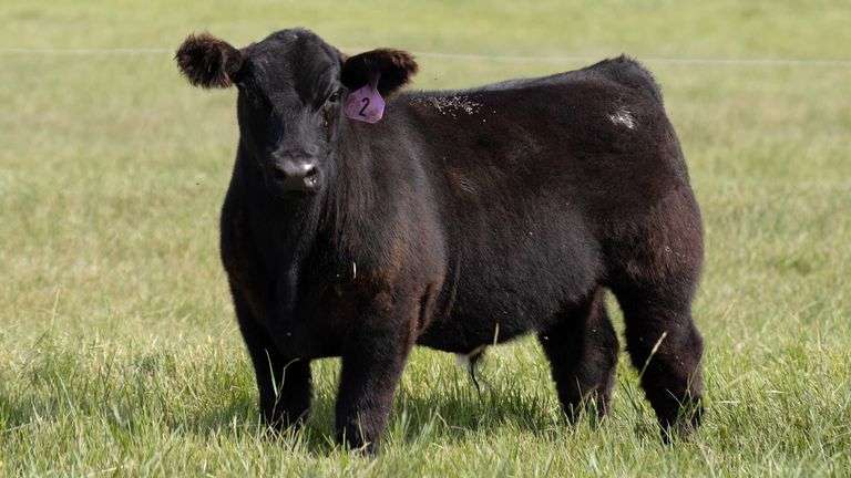 Lot 2 HIA steer - DAM 186 - Forman Show Steers - Boot Creek Farms Show Cattle