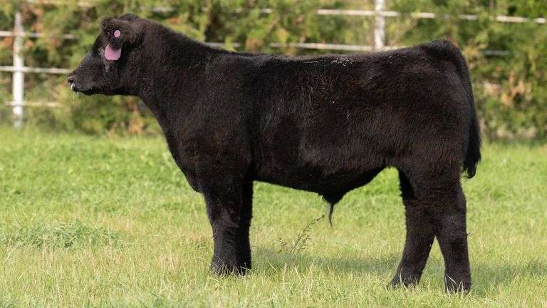 Lot 7 HIA steer - DAM 004 - Forman Show Steers - Boot Creek Farms Show Cattle